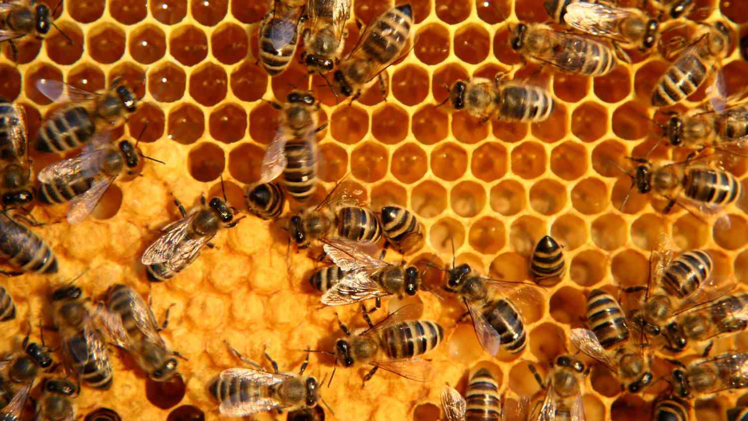 Les abeilles